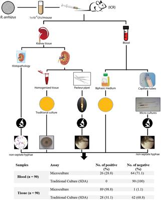 Rapid and Low-Cost Culture-Based Method for Diagnosis of Mucormycosis Using a Mouse Model